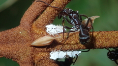 Enchenopa squamigera