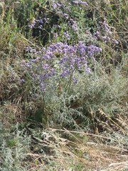 Limonium alutaceum