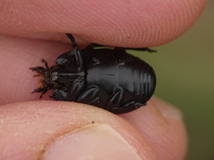 Hister quadrimaculatus