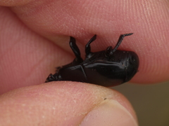 Hister quadrimaculatus
