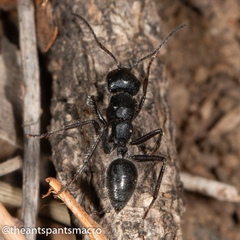 Calomyrmex albopilosus
