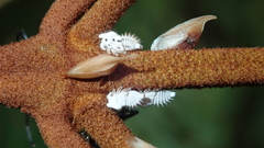 Enchenopa squamigera