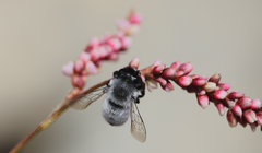 Megachile saulcyi