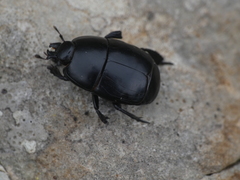 Hister quadrimaculatus