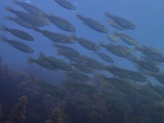 Helotes octolineatus