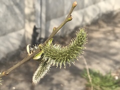 Salix gmelinii