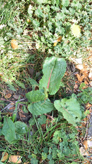 Rumex obtusifolius