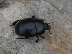 Hister quadrimaculatus