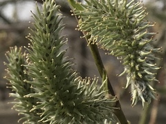Salix gmelinii