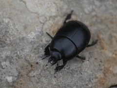 Hister quadrimaculatus