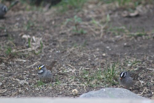 White-throated Sparrow photographed in North Dakota