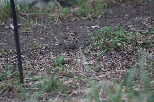 Song Sparrow photographed in North Dakota