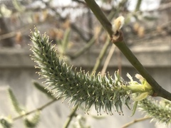 Salix gmelinii