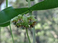 Asclepias elata