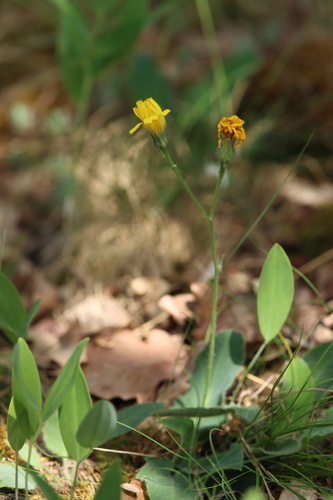 Hieracium glaucinum observed 2026-05-24