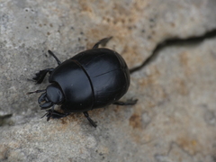 Hister quadrimaculatus