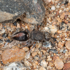 Ephutomorpha vittigera