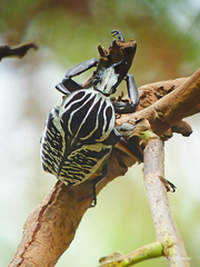 Goliathus albosignatus