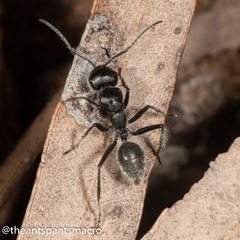 Calomyrmex albopilosus