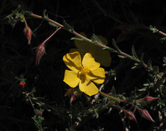 Fumana arabica