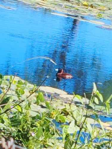 Masked Duck
