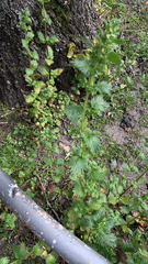 Urtica urens