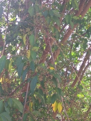 Trichostigma octandrum