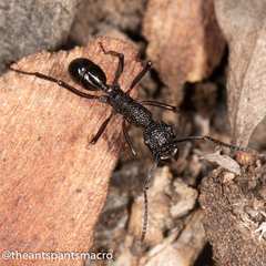 Rhytidoponera convexa