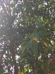 Trichostigma octandrum