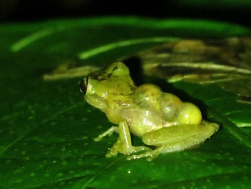 Flectonotus fitzgeraldi