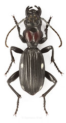Anthia namaqua