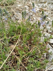 Veronica orbiculata