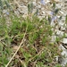 Veronica orbiculata - Photo (c) Kasandra, some rights reserved (CC BY-NC), uploaded by Kasandra
