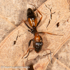 Opisthopsis picta