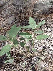 Asclepias hypoleuca