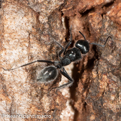 Calomyrmex albopilosus
