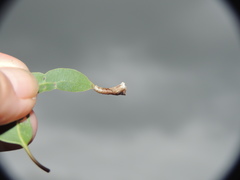 Hypertropha