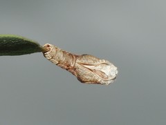 Hypertropha