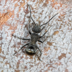 Polyrhachis vermiculosa