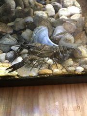 Procambarus spiculifer