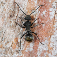 Polyrhachis vermiculosa