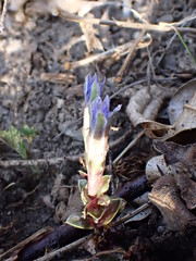 Gentiana squarrosa