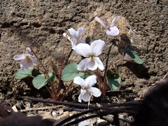 Viola pekinensis