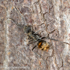 Polyrhachis aurea