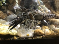 Procambarus spiculifer