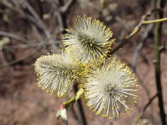 Salix sinica