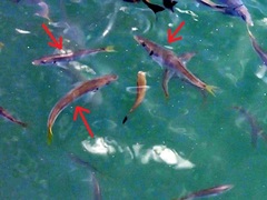 Trachurus