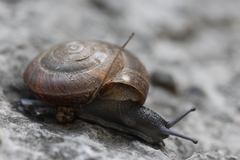 Zonites euboeicus