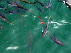 Trachurus