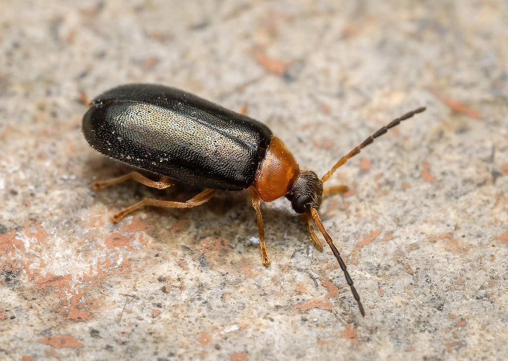 Conopalpus brevicollis